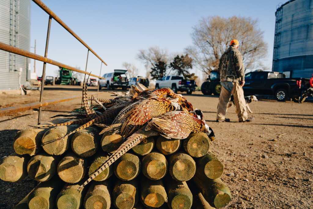 Pheasants that were shot after a fun day of pheasant hunting at Prairie Legends Outfitters.