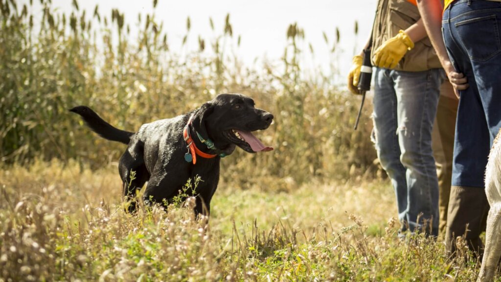 Well trained pheasant hunting dog ready to hunt