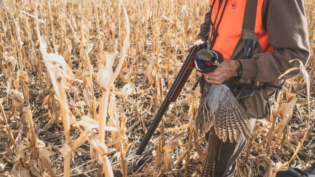 Pheasant hunter holding his pheasant that he just shot during our guided hunts at Prairie Legends Outfitters