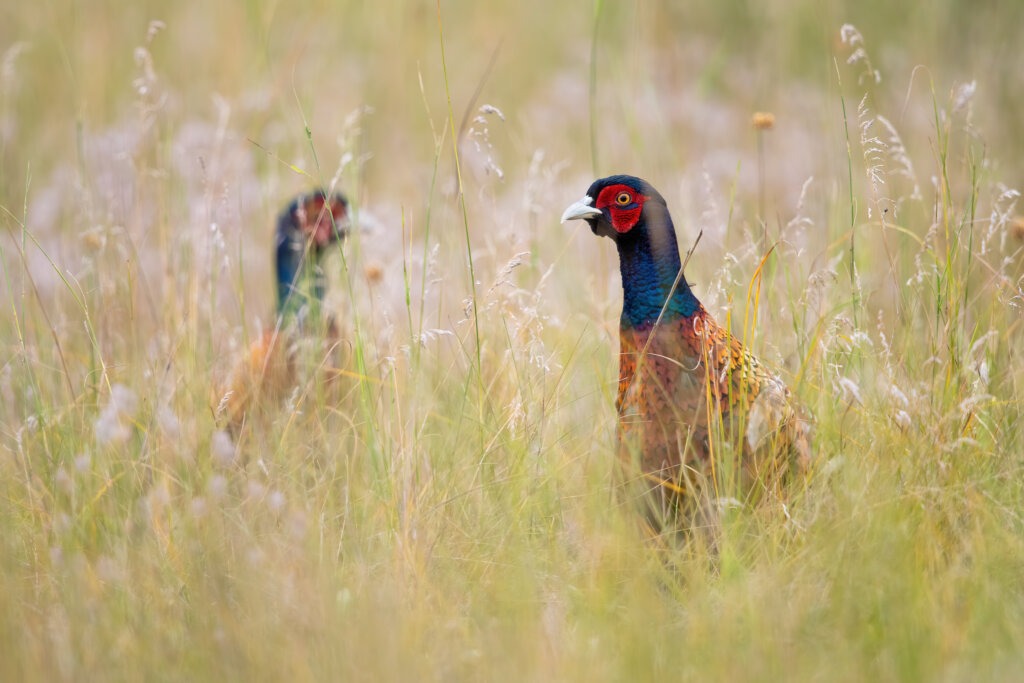 Two pheasants in a meadow being watched by South Dakota hunting guides.